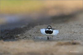 <p>KULÍK ŘÍČNÍ (Charadrius dubius) jižní Morava ---- /Little ringed plover - Flussregenpfeifer/</p>
